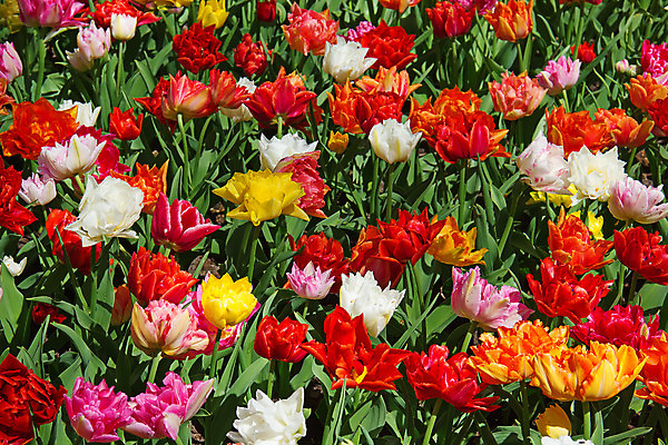 포토 JPG 해외이미지 식물 계절 공원 꽃잎 꽃 유럽 줄기 분홍색 꽃다발 백그라운드 잎 꽃무늬 밭 농업 전구 자연 사람없음 빨간색 초록색 물 여름 컬러풀 노란색 정원 보라색 봄 활발 튤립 벚꽃 시골 신선 이슬 5월 꽃집 네덜란드 원예 줄서기 해외202004 해외포토 자연요소 공공시설 나라 산업 컬러 컨셉 무늬 모션 취미 상점 날짜 생태계 파일형식 이미지허브