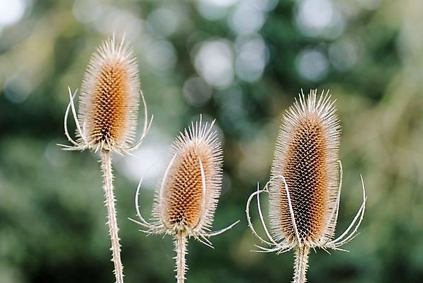 포토 JPG 해외이미지 식물 계절 꽃 백그라운드 꽃무늬 자연 3 씨앗 사람없음 장식 갈색 들꽃 시골 가시 보케 날카로움 엉겅퀴 찌르기 내추럴 고립 해외202004 해외포토 컬러 무늬 모션 생태계 파일형식 이미지허브
