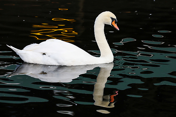 포토 JPG 해외이미지 주간 한마리 호수 사람없음 야외 백조 해외202004 해외포토 자연요소 1 조류 파일형식 이미지허브