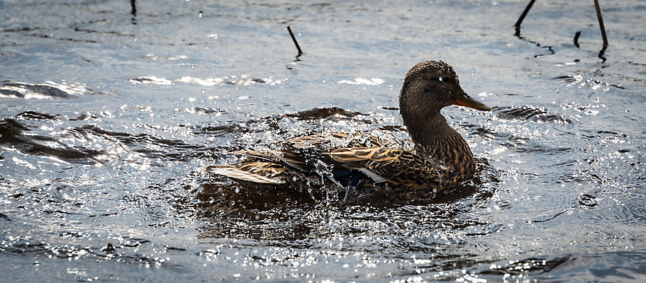 포토 JPG 해외이미지 동물 호수 야생동물 날개 자연 조류 생물 오리 수영장 사람없음 야외 물 수영 연못 황무지 습지 깃털 수영선수 계산서 내추럴 삼림지대 해외202004 해외포토 자연요소 운동선수 수상스포츠 숲 생태계 파일형식 이미지허브