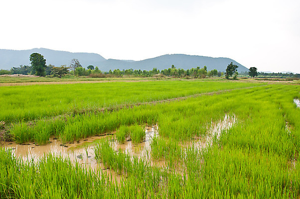 포토 JPG 해외이미지 식물 직업 전통 아시아 문화 음식 농업 태국 자연 하늘 밥 노동자 동양인 풍경 사람없음 야외 초록색 물 농장 농경지 성장 시골 업무 농부 장면 논밭 밭일 해외202004 해외포토 자연요소 나라 산업 컬러 밭 논 인종 작업 생태계 파일형식 이미지허브
