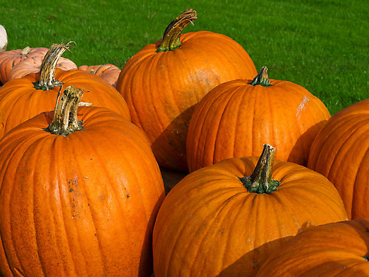 포토 JPG 해외이미지 계절 음식 줄기 백그라운드 잎 농업 채소 오렌지 부분 자연 호박 휴가 사람없음 장식 농작물 햇빛 농장 활발 할로윈 수확 가을 무서움 심볼 오브젝트 슛 마법 멀리 잭 스쿼시 10월 잭오랜턴 해외202004 해외포토 식물 감정 산업 스포츠 컨셉 과일 태양 구기 날짜 생태계 파일형식 이미지허브