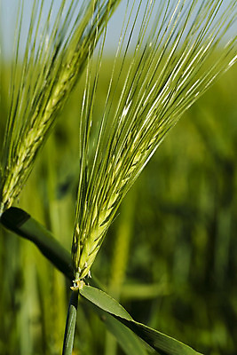 포토 JPG 해외이미지 식물 계절 산업 음식 줄기 잎 밭 농업 채소 부분 자연 건강 옥수수 씨앗 성인 사람없음 초록색 여름 농작물 농장 봄 성장 시골 시간 낟알 시리얼 유기농 보리 귀 장면 밀짚 내추럴 밭일 호밀 세련 전경 해외202004 해외포토 웰빙 컬러 곡류 사람 풍경 신체부위 짚 생태계 파일형식 탑뷰 이미지허브