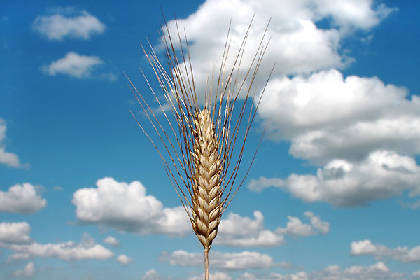 포토 JPG 해외이미지 식물 구름 전통 계절 음료 음식 빵 줄기 백그라운드 농업 자연 하늘 맥주 건강 씨앗 사람없음 여름 파란색 농장 노란색 식사 수확 성장 흰색 시골 닫기 주식 먹이 낟알 땅 시리얼 밀 굽기 먹기 유기농 질감 알맹이 날것 보리 귀 밀짚 내추럴 숙성 채식주의자 해외202004 해외포토 자연요소 웰빙 산업 컬러 모션 곡류 주류 신체부위 금융 짚 구이 생태계 채식 파일형식 이미지허브