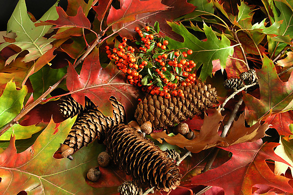 포토 JPG 해외이미지 계절 공원 단풍 잎 자연 사람없음 빨간색 컬러풀 가을 강렬 해외202004 해외포토 식물 공공시설 컬러 생태계 파일형식 이미지허브