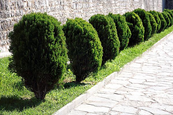 포토 JPG 해외이미지 길 벽 자연 사람없음 장식 초록색 정원 봄 도시 보행로 해외202004 해외포토 계절 컬러 생태계 파일형식 이미지허브