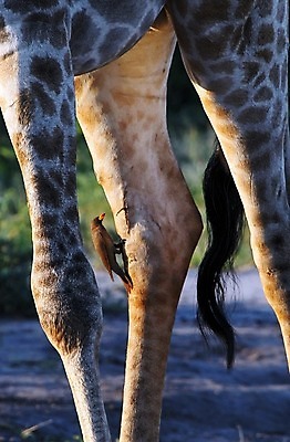 포토 JPG 해외이미지 동물 한마리 야생동물 포유류 아프리카 자연 동물원 사람없음 야외 세로 파란색 관광지 컬러풀 큼 기린 사파리 5 단아함 대가리 사바나 웅장함 초식 탄자니아 평야 해외202004 해외포토 1 나라 컬러 여행 숫자 크기 생태계 파일형식 이미지허브