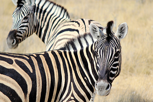 포토 JPG 해외이미지 동물 공원 지구 음료 야생동물 패턴 포유류 아프리카 자연 초식동물 사람없음 야외 물 환경 검은색 줄무늬 사막 게임 흰색 행운 그룹 황무지 우아함 군중 갈증 사파리 얼룩말 남쪽 내추럴 개발 나미비아 생태학 전국 많음 해외202004 해외포토 자연요소 공공시설 교육 나라 컬러 컨셉 무늬 놀이 사람 말_동물 방향 생태계 남아프리카 파일형식 이미지허브