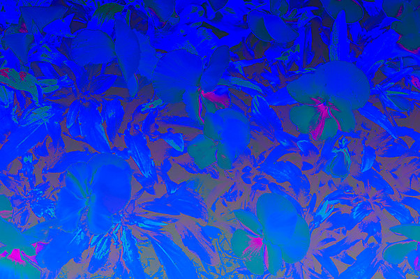 포토 JPG 해외이미지 식물 계절 꽃잎 꽃 백그라운드 잎 꽃무늬 패턴 오렌지 자연 프레임 사람없음 장식 빨간색 초록색 노란색 머리 정원 봄 들꽃 벚꽃 흰색 개화 허브 싱글 고립 멀티 심기 파스텔톤 프리뮬러 벨벳 해외202004 해외포토 컬러 무늬 과일 모션 신체부위 실크 생태계 파일형식 이미지허브