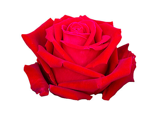 포토 JPG 해외이미지 식물 디자인 꽃잎 꽃 결혼 백그라운드 꽃무늬 자연 추상 휴가 발렌타인데이 선물 사랑 사람없음 빨간색 여름 빛 장미 정원 봄 벚꽃 흰색 축하 신선 신용카드 화려 닫기 심볼 묘사 싱글 아로마 부드러움 내추럴 고립 특별함 파스텔톤 스타일 해외202004 해외포토 계절 감정 컬러 컨셉 무늬 모션 데이이벤트 이벤트 금융 감각 생태계 파일형식 이미지허브