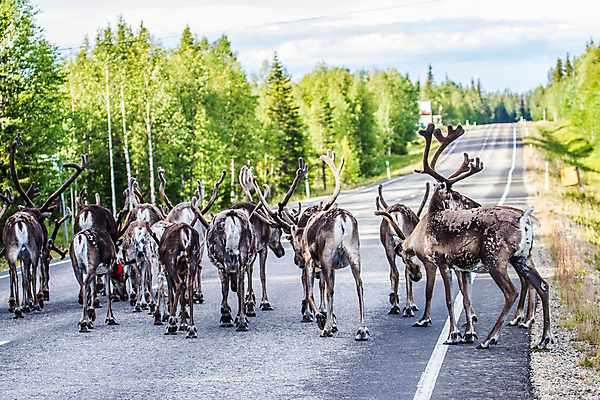 포토 JPG 해외이미지 나무 동물 공원 야생동물 여행 자연 사슴 뿔 핀란드 풍경 사람없음 야외 여름 추위 원형 황무지 숲 북극 북쪽 순록 해외202004 해외포토 도형 식물 계절 공공시설 포유류 북유럽 극지방 방향 생태계 파일형식 이미지허브
