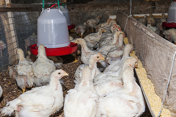 포토 JPG 해외이미지 동물 산업 음식 농업 병아리 사람없음 농장 계란 치킨 에콰도르 해외202004 해외포토 조류 알 남아메리카 닭고기요리 파일형식 이미지허브