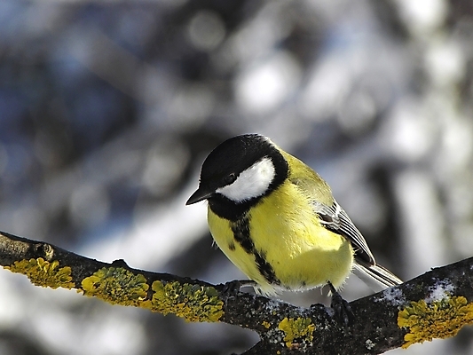 포토 JPG 해외이미지 나무 동물 손 계절 야생동물 음식 겨울 날개 노래 자연 조류 씨앗 앉기 사람없음 야외 검은색 추위 흰색 나뭇가지 관찰 숲 작음 깃털 부리 동물상 수유 해외202004 해외포토 식물 음악 컬러 모션 신체부위 조형물 크기 생태계 파일형식 이미지허브