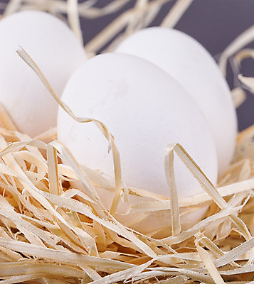 포토 JPG 해외이미지 동물 음식 백그라운드 컨셉 농업 다이어트 재료 자연 조류 부활절 건강 요리 사람없음 목재 빛 농장 갈색 노란색 바구니 계란 치킨 껍질 흰색 신선 그룹 아침식사 먹기 유기농 날것 내추럴 고립 단백질 삶기 암탉 옛날 취급주의 해외202004 해외포토 나무 웰빙 기념일 산업 컬러 모션 경고 알 식사 닭 암컷 생태계 닭고기요리 영양소 파일형식 이미지허브