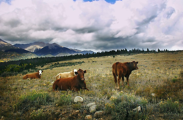 포토 JPG 해외이미지 동물 밭 농업 날씨 산 사람없음 여름 농장 가축 목장 소고기 시골 오픈 소 군중 번개 밭일 절정 폭풍우 해외202004 해외포토 계절 산업 포유류 육류 사람 비_날씨 자연재해 파일형식 이미지허브