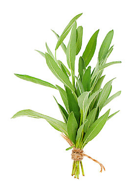 포토 JPG 해외이미지 식물 음료 음식 백그라운드 잎 재료 건강 요리 사람없음 초록색 주방 힘 흰색 나뭇가지 신선 양념 맛 먹기 허브 향신료 원예 매움 향기 향 고립 세이지 입가심 해외202004 해외포토 나무 컬러 컨셉 모션 취미 냄새 향미료 파일형식 이미지허브