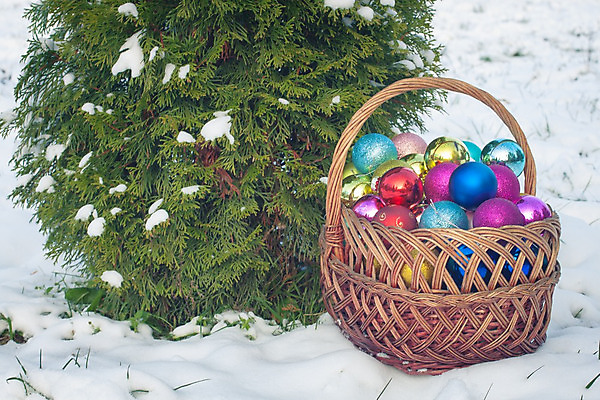 포토 JPG 해외이미지 전통 계절 백그라운드 크리스마스장식 크리스마스 겨울 공 자연 휴가 새로움 기념 선물 사람없음 목재 장식 초록색 빛 장난감 바구니 우주 보라색 축제 장식볼 수확 나뭇가지 축하 인사 신용카드 널 12월 연도 복고 전나무 고립 옛날 핸드메이드 눈내림 많음 카피스페이스 해외202004 해외포토 나무 기념일 컬러 컨셉 농업 재료 눈_날씨 금융 공백 예절 날짜 생태계 파일형식 이미지허브