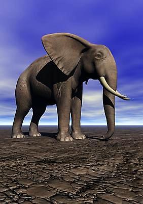 포토 JPG 해외이미지 동물 척추동물 1 공원 야생동물 포유류 자연 휴가 코끼리 동물원 종류 사람없음 물 머리 회색 연못 보호 큼 사파리 피부 코 귀 멸종 무거움 해외202004 해외포토 자연요소 공공시설 컬러 컨셉 신체부위 무게 크기 생태계 파일형식 이미지허브