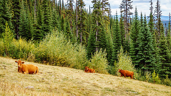 포토 JPG 해외이미지 동물 구름 여자 밭 농업 포유류 자연 풍경 사람없음 초록색 농장 농경지 갈색 가축 소고기 우유 시골 소나무 소 군중 방목 땅 먹기 밭일 수유 목가 해외202004 해외포토 자연요소 나무 산업 컬러 모션 유제품 육류 사람 축산업 생태계 파일형식 이미지허브