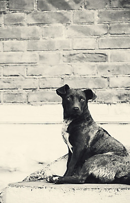 포토 JPG 해외이미지 동물 1 응시 여자 남자 백그라운드 컨셉 포유류 사랑 사람 앉기 사람없음 반려동물 머리 카메라 계단 우정 슬픔 흰색 도시 개 강아지 보호 작음 무서움 송곳니 해외202004 해외포토 시선 감정 컬러 모션 신체부위 친구 전자제품 치아 크기 파일형식 이미지허브