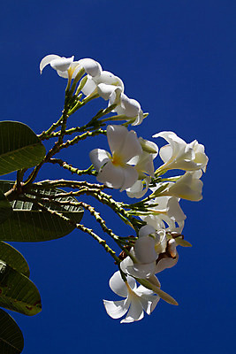 포토 JPG 해외이미지 나무 식물 디자인 꽃잎 꽃 선 꽃다발 백그라운드 잎 태국 자연 휴식 사람없음 야외 장식 초록색 여름 노란색 우주 스파 봄 벚꽃 흰색 나뭇가지 신용카드 화려 개화 황금 우아함 다발 향기 초대 환영 남쪽 고립 아열대 그리너리 해외202004 해외포토 계절 아시아 컬러 컨셉 금융 방향 생태계 냄새 파일형식 트랜드컬러 이미지허브