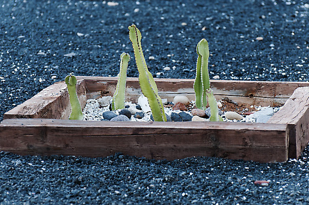 포토 JPG 해외이미지 식물 꽃 백그라운드 자연 선인장 건조 사람없음 초록색 정원 사막 성장 신선 허브 내추럴 해외202004 해외포토 컬러 생태계 파일형식 이미지허브