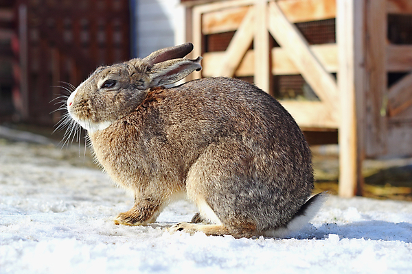 포토 JPG 해외이미지 주간 한마리 응시 겨울 사람없음 야외 농장 갈색 눈 토끼 나무상자 해외포토 자연요소 1 시선 계절 컬러 농업 포유류 날씨 반려동물 상자 파일형식 이미지허브