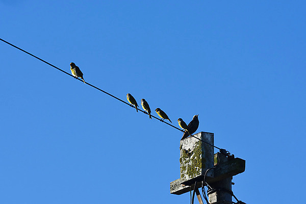 포토 JPG 해외이미지 유럽 선 백그라운드 통신 자연 조류 추상 이끼 사람없음 가로 초록색 파란색 상자 컬러풀 노란색 환경 검은색 사진촬영 회색 도시 얼룩 연결 작음 망토 계주 전화기 깃털 참새 봉 내추럴 남아프리카 해외202004 해외포토 동물 나라 컬러 무늬 아프리카 촬영 크기 육상스포츠 생태계 파일형식 이미지허브