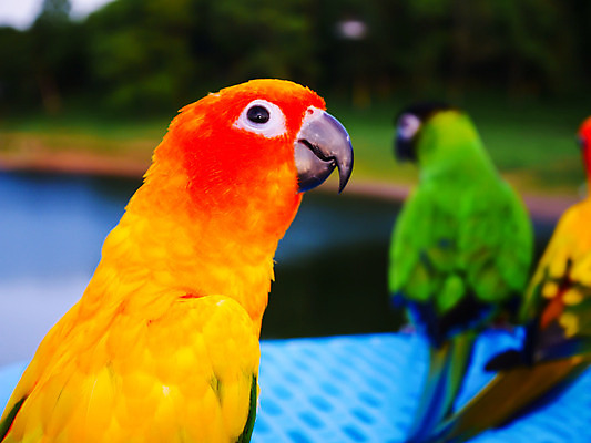 포토 JPG 해외이미지 동물 1 손 디자인 응시 야생동물 백그라운드 패턴 태국 자연 벽지 조류 동물원 사랑 앉기 사람없음 빨간색 초록색 파란색 반려동물 컬러풀 노란색 흰색 닫기 부리 앵무새 내추럴 고립 법정 이국적 잉꼬 해외202004 해외포토 시선 감정 아시아 컬러 무늬 모션 신체부위 생태계 파일형식 이미지허브