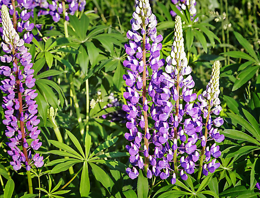 포토 JPG 해외이미지 식물 계절 꽃잎 꽃 분홍색 잎 밭 농업 자연 휴식 사람없음 초록색 햇빛 농장 정원 보라색 흙 봄 성장 흰색 신선 개화 고급 박테리아 해외202004 해외포토 산업 컬러 컨셉 의학 태양 생태계 파일형식 이미지허브