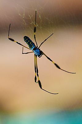 포토 JPG 해외이미지 동물 곤충 오렌지 자연 사람없음 가로 초록색 물 컬러풀 물방울 중앙아메리카 떨어짐 은색 소프트포커스 라틴아메리카 거미 건강식 열대기후 코스타리카 해외202004 해외포토 자연요소 음식 컬러 컨셉 과일 촬영기법 아메리카 생태계 파일형식 이미지허브