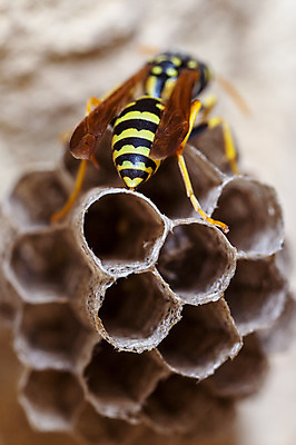 포토 JPG 해외이미지 종이 야생동물 곤충 자연 사람없음 둥지 말벌 여왕 식민지 해외202004 해외포토 동물 벌_곤충 생태계 파일형식 이미지허브
