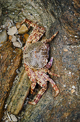 포토 JPG 해외이미지 나무 식물 모래 바다 섬 백그라운드 의자 우산 자연 하늘 휴가 휴식 손바닥 풍경 사람없음 야외 물 여름 파란색 햇빛 태양 맑음 흰색 침대 만 보트 고급 휴양지 코코넛 석호 완벽 이국적 터키석 파라다이스 수평선 해외202004 해외포토 자연요소 손 계절 컬러 가구 컨셉 배_교통 과일 날씨 장소 보석 생태계 파일형식 이미지허브