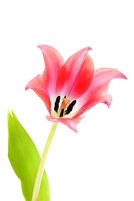 포토 JPG 해외이미지 전통 꽃잎 꽃 분홍색 잎 사람없음 튤립 닫기 네덜란드 고립 꽃수술 전국 해외202004 해외포토 식물 유럽 컬러 모션 파일형식 이미지허브