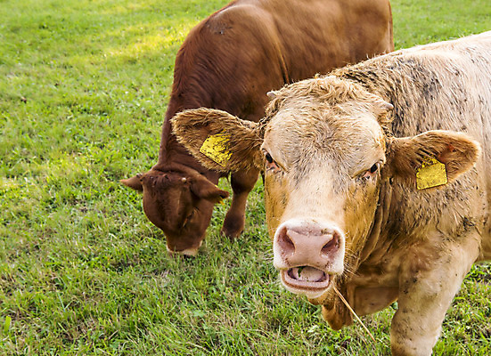 포토 JPG 해외이미지 동물 응시 남자 생각 포유류 털 미소 사람없음 농장 농경지 머리 가축 목장 시골 소 모피 먹기 황소 하품 송아지 수유 카피스페이스 해외202004 해외포토 시선 새끼 농업 모션 표정 사람 신체부위 공백 생리현상 파일형식 이미지허브