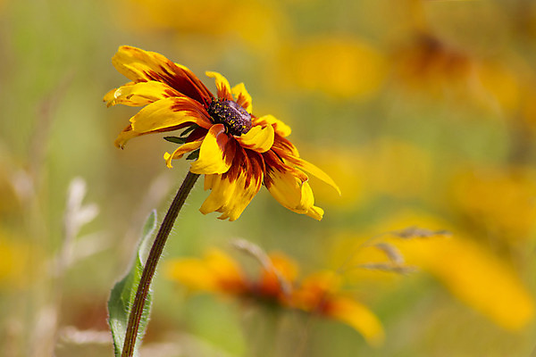 포토 JPG 해외이미지 식물 꽃잎 꽃 꽃무늬 오렌지 자연 해바라기 국화 사람없음 야외 빨간색 초록색 노란색 정원 맑음 검은색 들꽃 신선 닫기 데이지 내추럴 영원 카피스페이스 해외202004 해외포토 컬러 무늬 과일 모션 날씨 공백 생태계 파일형식 이미지허브