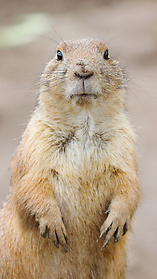 포토 JPG 해외이미지 한마리 응시 야생동물 포유류 서기 사람없음 프레리도그 해외202004 해외포토 동물 1 시선 모션 파일형식 이미지허브