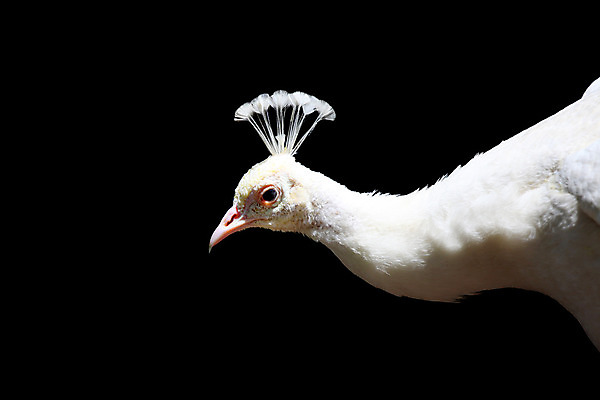 포토 JPG 해외이미지 동물 1 응시 공원 남자 야생동물 포즈 백그라운드 자연 조류 동물원 사람없음 야외 옆모습 초록색 컬러풀 머리 검은색 활발 흰색 공작 자르기 깃털 묘사 꼬리 부리 목 고립 해외202004 해외포토 시선 공공시설 뷰포인트 컬러 컨셉 모션 사람 신체부위 생태계 파일형식 이미지허브