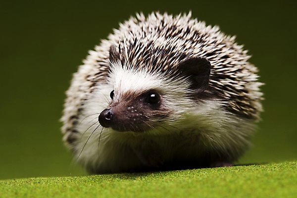 포토 JPG 해외이미지 동물 한마리 근접촬영 사람없음 고슴도치 해외202004 해외포토 1 뷰포인트 포유류 파일형식 이미지허브