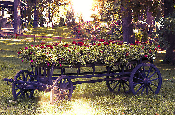 포토 JPG 해외이미지 나무 전통 계절 공원 꽃 백그라운드 잎 꽃무늬 자연 사람없음 야외 목재 장식 초록색 컬러풀 태양 노란색 정원 놀람 카트 봄 수확 골동품 벚꽃 바퀴 숲 마차 내추럴 옛날 해외202004 해외포토 자연요소 식물 공공시설 감정 교통수단 컬러 무늬 농업 재료 표정 생태계 파일형식 이미지허브