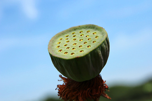 포토 JPG 해외이미지 식물 꽃잎 꽃 종교 줄기 분홍색 백그라운드 잎 꽃무늬 우산 자연 콩 연꽃 동양인 사람없음 초록색 물 여름 평화 정원 고요 봄 벚꽃 연못 원형 개화 순수 신성 꼬투리 해외202004 해외포토 자연요소 도형 계절 컬러 컨셉 무늬 곡류 인종 생태계 파일형식 이미지허브