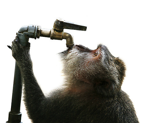 포토 JPG 해외이미지 동물 응시 얼굴 야생동물 포즈 신체 포유류 사람 앉기 사람없음 물 마시기 원숭이 찡그림 갈증 가득함 유인원 해외202004 해외포토 자연요소 시선 모션 표정 신체부위 파일형식 이미지허브