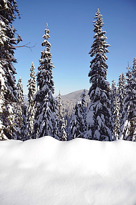 포토 JPG 해외이미지 나무 겨울 자연 하늘 산 풍경 사람없음 소나무 황무지 숲 산봉우리 우크라이나 산맥 해외202004 해외포토 식물 계절 유럽 생태계 봉우리 파일형식 이미지허브