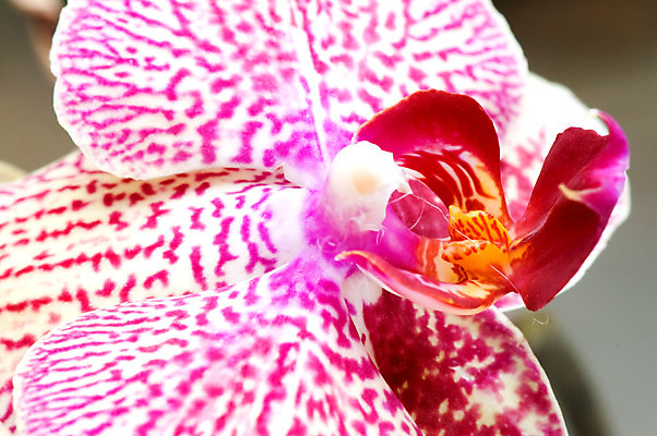 포토 JPG 해외이미지 식물 꽃잎 꽃 줄기 분홍색 잎 자연 사람없음 장식 초록색 정원 보라색 줄무늬 벚꽃 흰색 난초 우아함 허브 생태계 원예 생물학 향기 냄새 호접란 생태학 온실 해외202004 해외포토 교육 컬러 컨셉 무늬 취미 파일형식 이미지허브