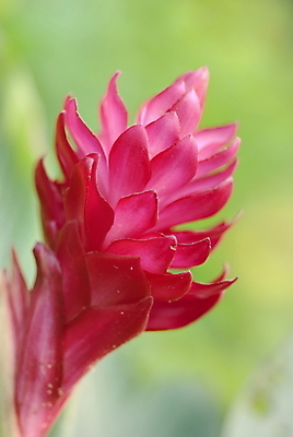 포토 JPG 해외이미지 식물 꽃 사람없음 빨간색 초록색 환경 정원 원예 내추럴 해외202004 해외포토 컬러 취미 파일형식 이미지허브