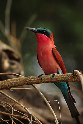포토 JPG 해외이미지 동물 야생동물 아프리카 자연 조류 사람없음 빨간색 초록색 파란색 컬러풀 그리기 깃털 부리 계산서 보츠와나 해외202004 해외포토 나라 컬러 모션 생태계 파일형식 이미지허브