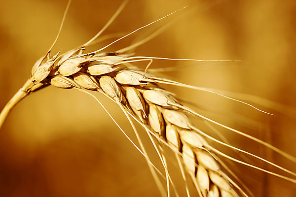 포토 JPG 해외이미지 식물 음식 빵 줄기 밭 농업 자연 건조 옥수수 씨앗 풍경 사람없음 여름 농작물 농장 농경지 노란색 식사 수확 성장 황금 낟알 시리얼 밀 귀 밀짚 밭일 숙성 호밀 해외202004 해외포토 계절 산업 컬러 곡류 신체부위 짚 생태계 파일형식 이미지허브