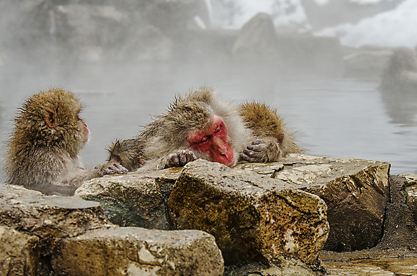 포토 JPG 해외이미지 나무 동물 공원 얼굴 야생동물 분홍색 조각 겨울 포유류 털 사람 사람없음 갈색 걷기 일본 얼음 봄 산책 추위 원숭이 표현 관찰 뜨거움 호기심 오르기 유인원 폭설 해외202004 해외포토 자연요소 식물 계절 공공시설 감정 아시아 컬러 컨셉 모션 휴식 눈_날씨 신체부위 자연재해 파일형식 이미지허브