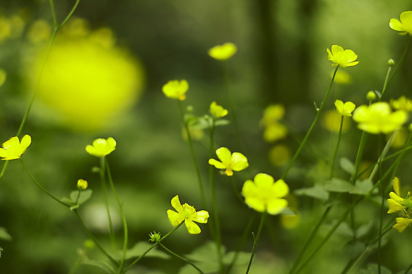 포토 JPG 해외이미지 공원 꽃잎 꽃 자연 사람없음 초록색 노란색 정원 그리기 해외202004 해외포토 식물 공공시설 컬러 모션 생태계 파일형식 이미지허브