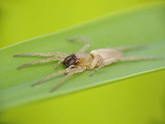 포토 JPG 해외이미지 곤충 자연 사람없음 초록색 거미줄 거미 사냥꾼 해외202004 해외포토 동물 직업 컬러 생태계 파일형식 이미지허브